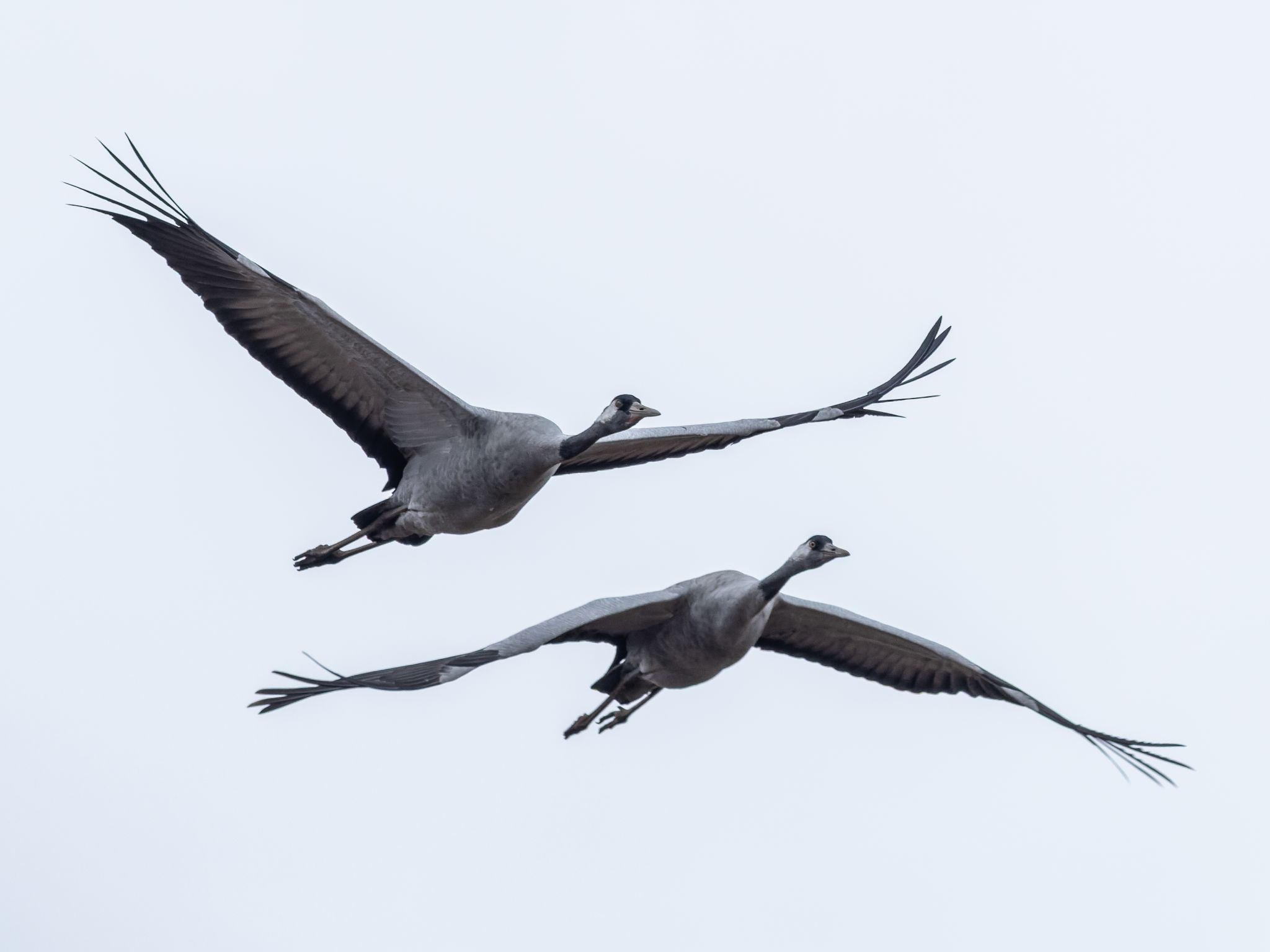 260330 1227 J  1JR0223 DxO DeepPRIME 3